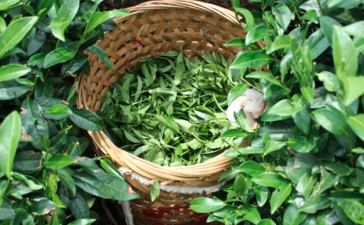 南平茶叶及茶制品检测,茶叶及茶制品检测费用,茶叶及茶制品检测机构,茶叶及茶制品检测项目